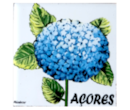 acores-hortencia